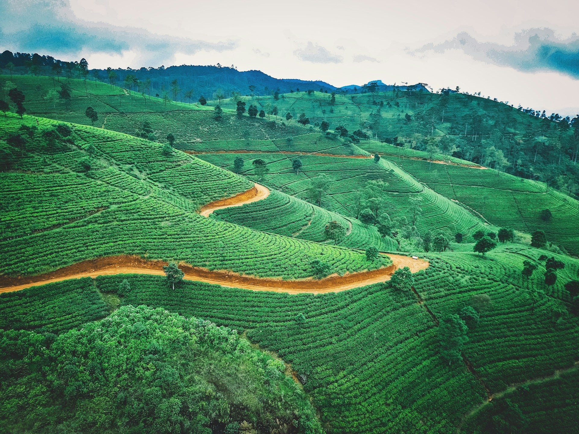 Tea Leaves: Harvesting, Processing, and Reading