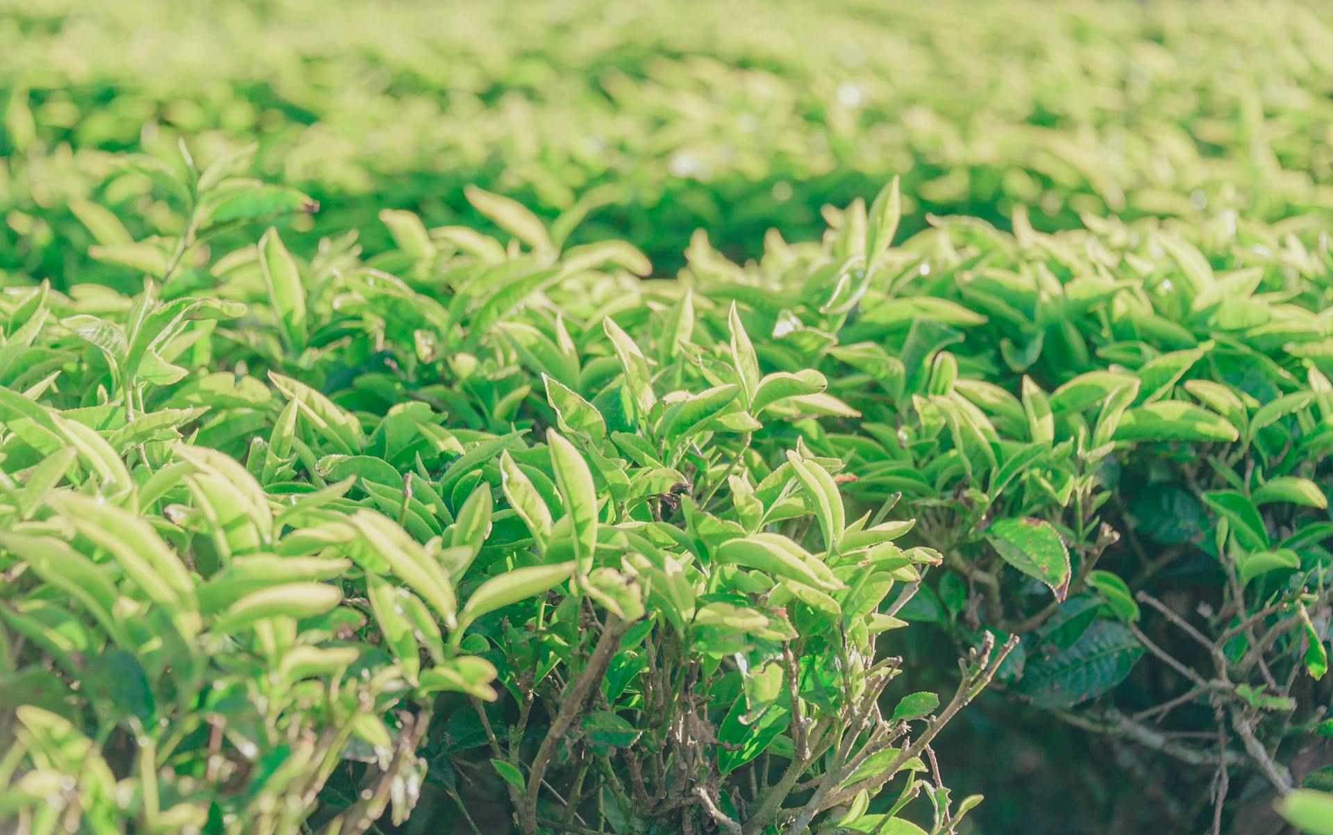 Ceylon Tea Guide: Brewing, Types, and Buying Tips