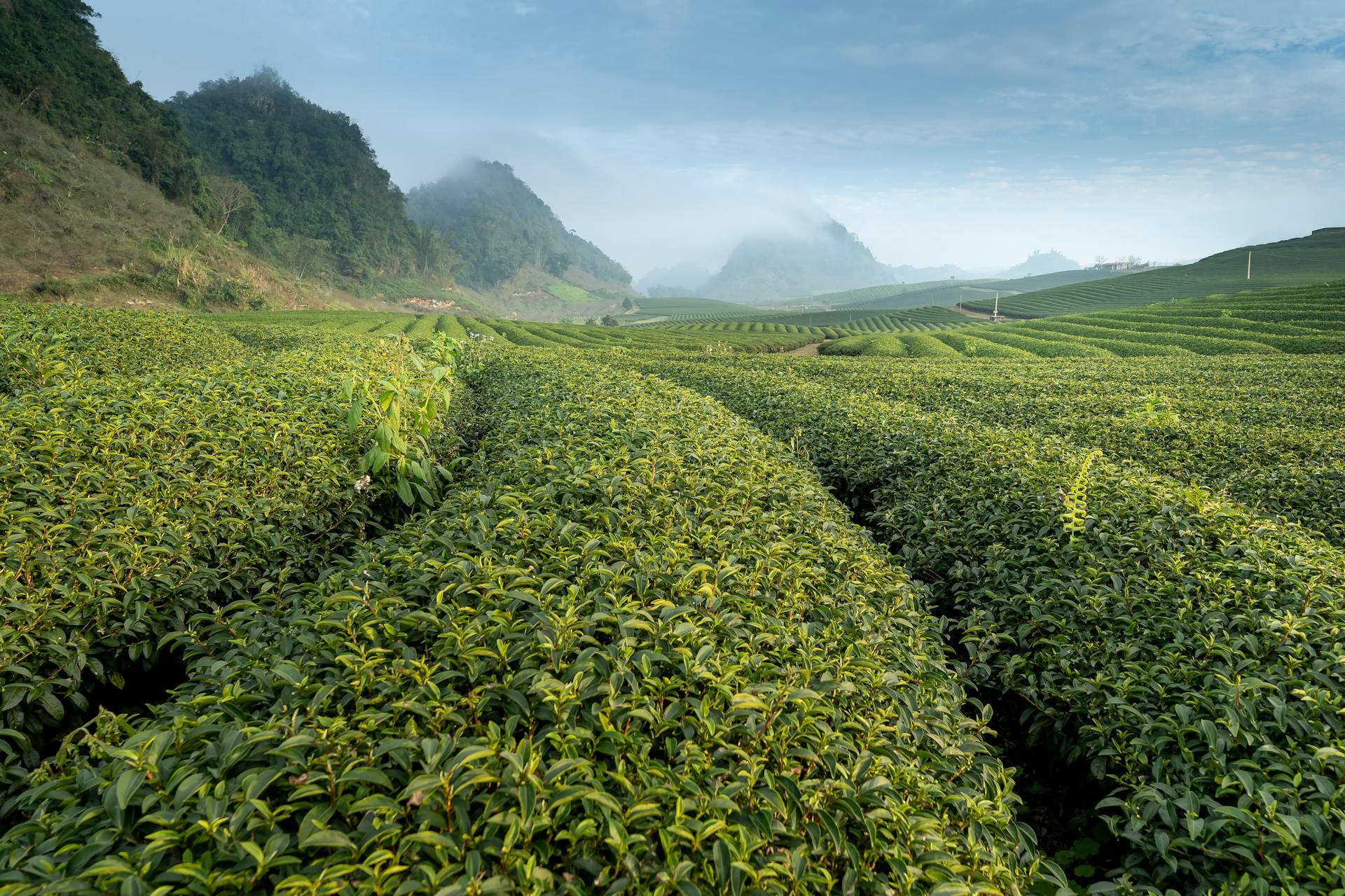 The 7 Best Orange Pekoe Teas of 2025
