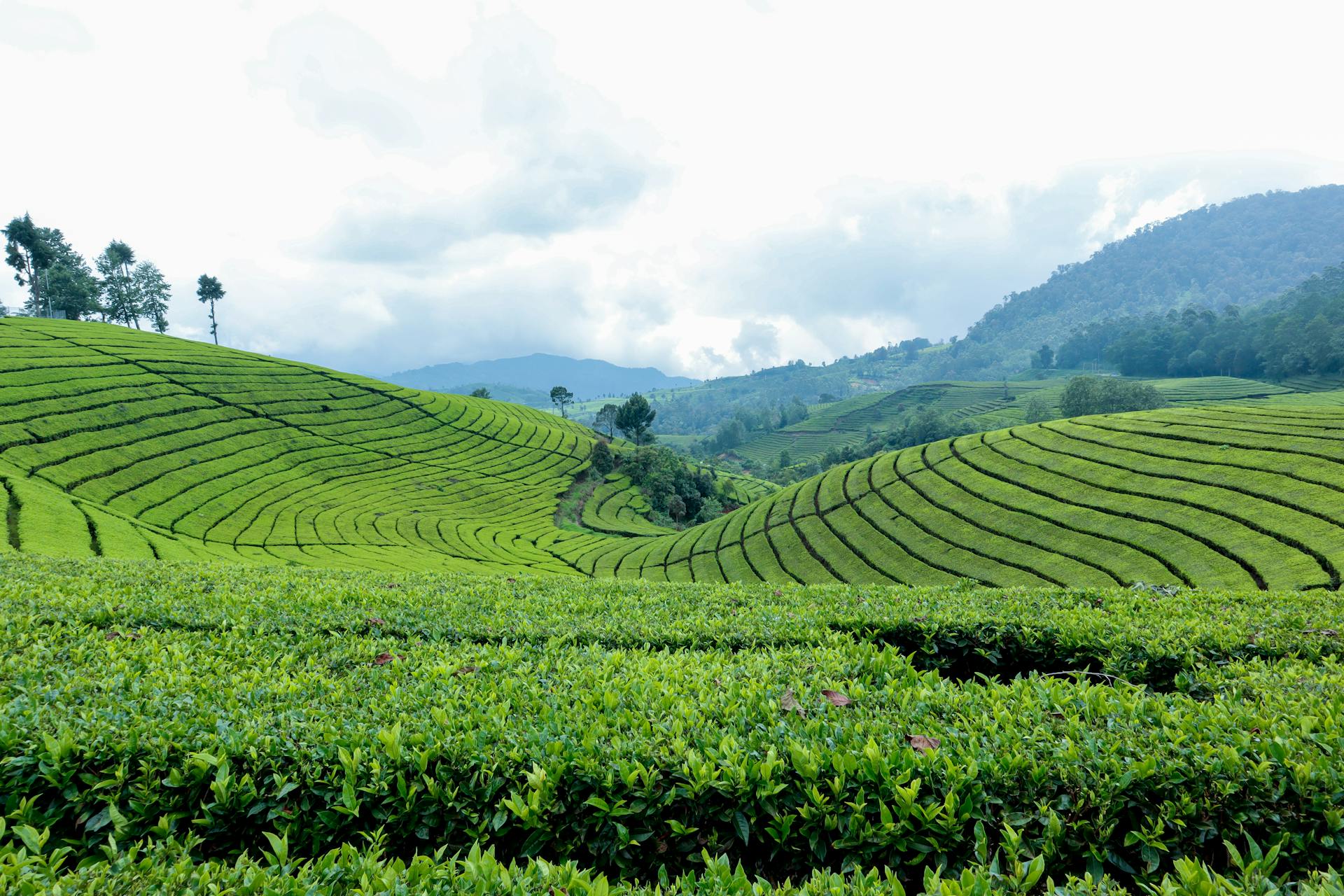 Herbal Tea and Teeth Staining: Effects and Prevention