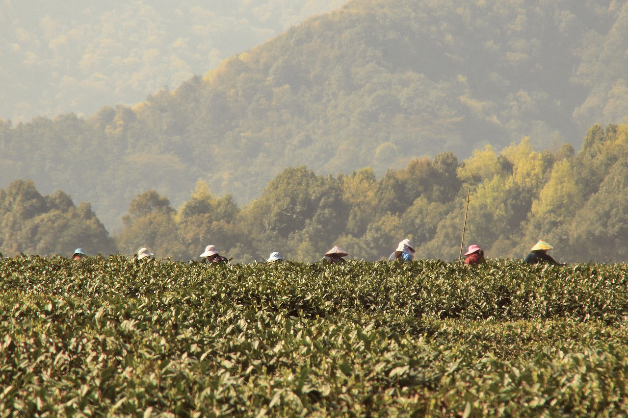 The Ultimate Guide to Traveling with Tea
