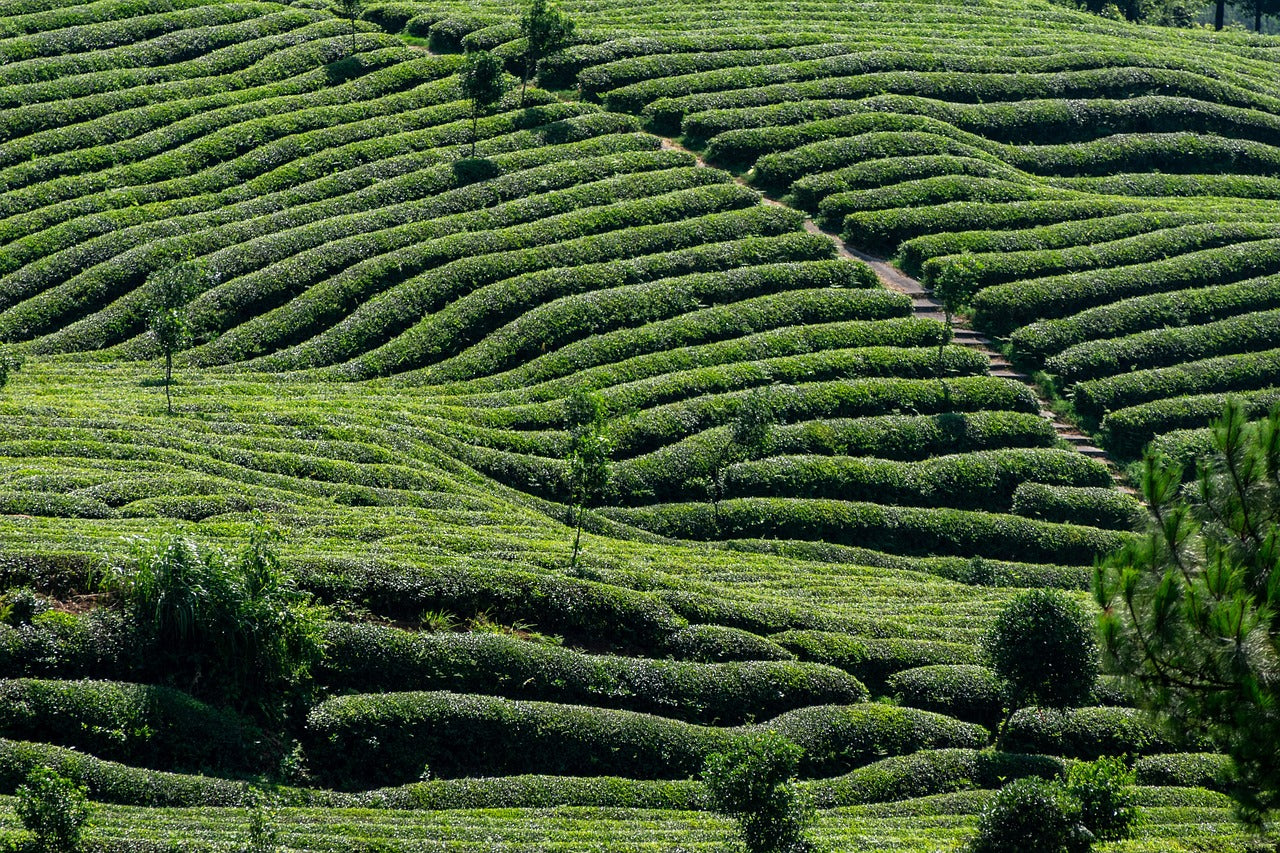 Tea and Histamine: Effects, Intolerance, and Options